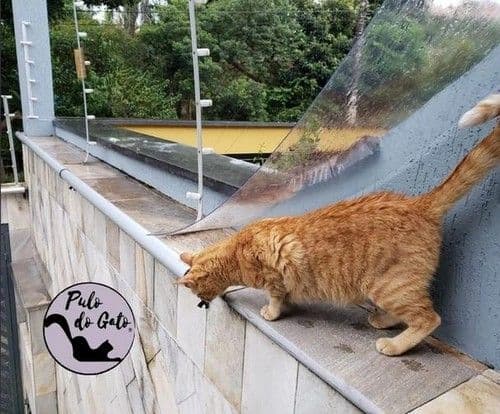 Barreira de segurança para gatos